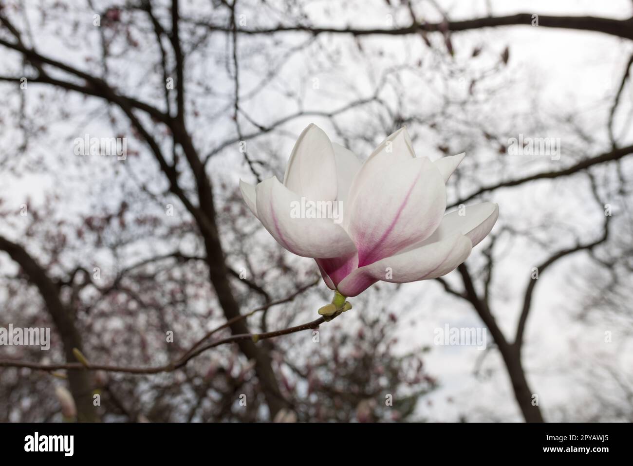 Magnolia tree grandiflora in hi-res stock photography and images - Alamy