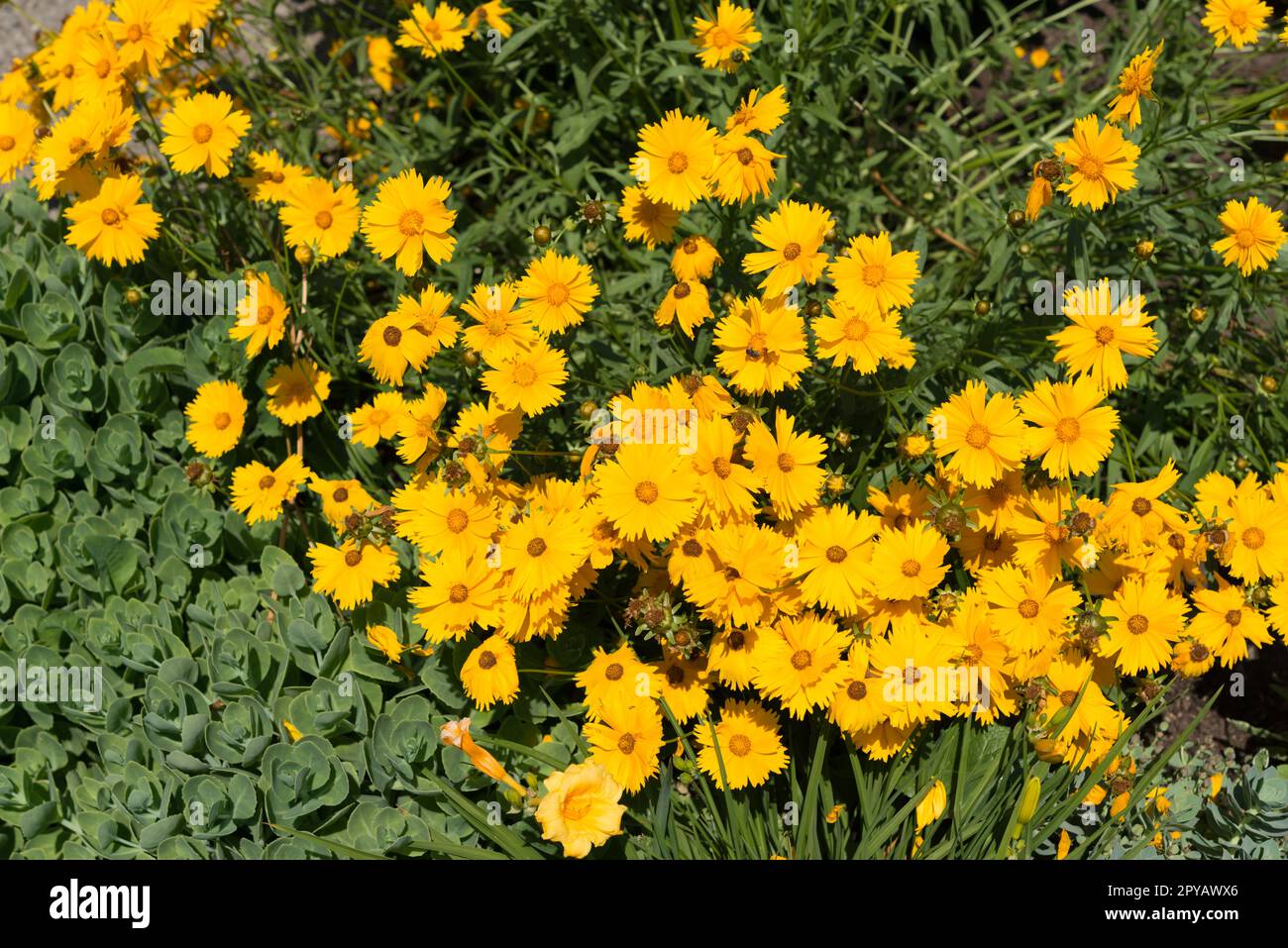 vibrant yellow flowers in the garden Stock Photo