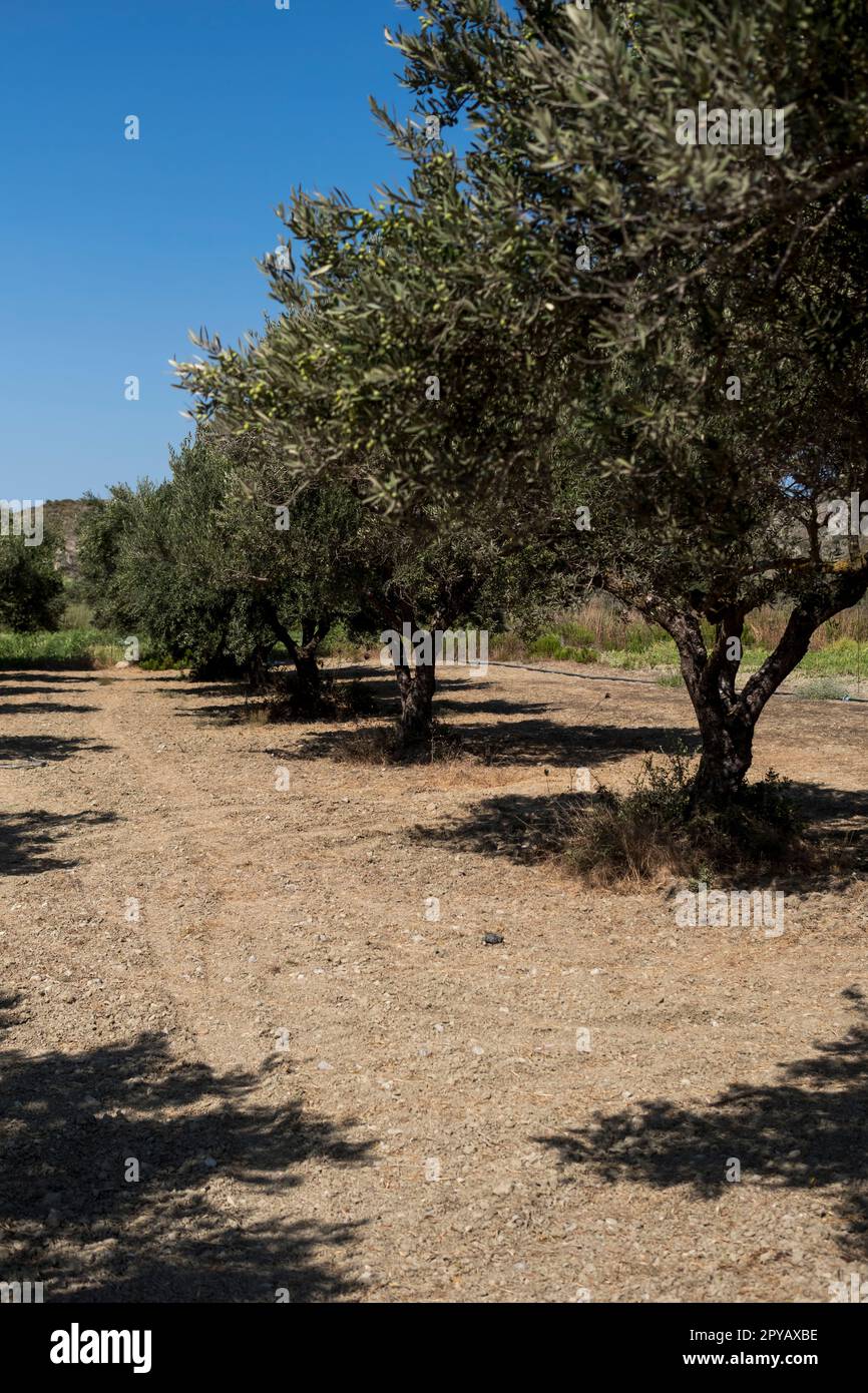 plantation of olive trees during summer season at  island at the Mediterranean Sea Stock Photo