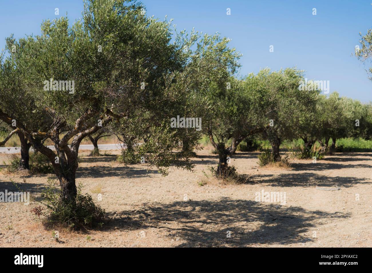 plantation of olive trees during summer season at  island at the Mediterranean Sea Stock Photo