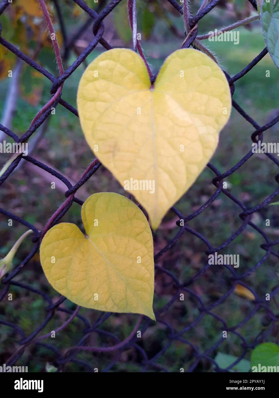 Leaves in the form of a heart on a metal grid close-up Stock Photo