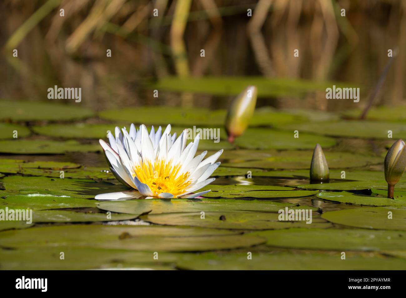 Waterlilies blossom, and aquatic plants float on the water's surface