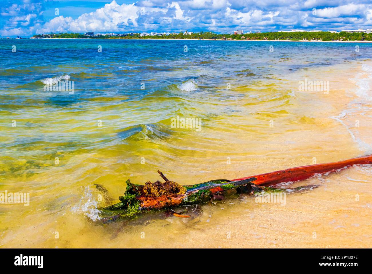 Beautiful Caribbean beach with washed up tree trunk wood Mexico. Stock Photo