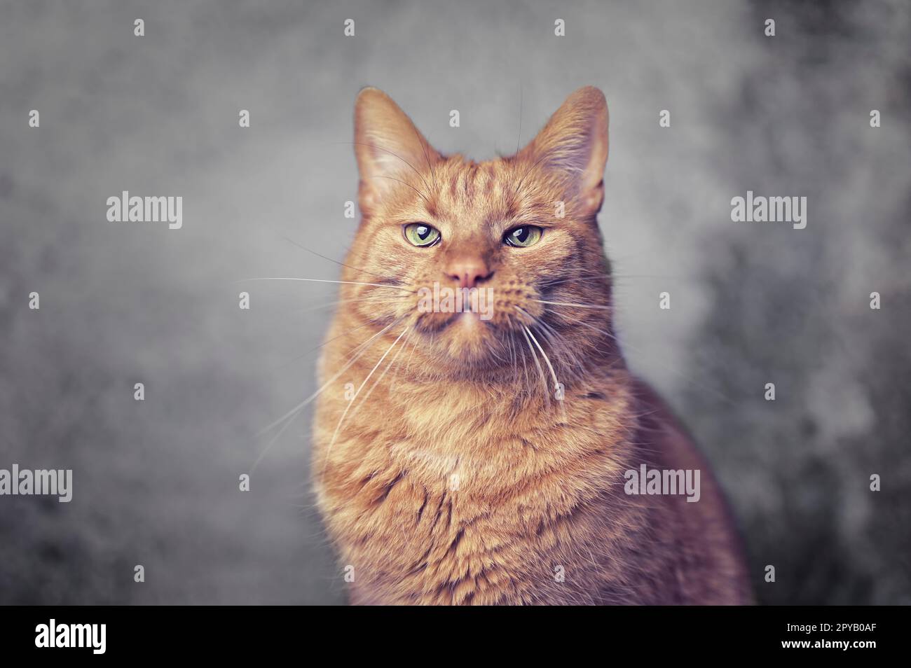 Ginger cat making a face and looking sad at camera. Stock Photo