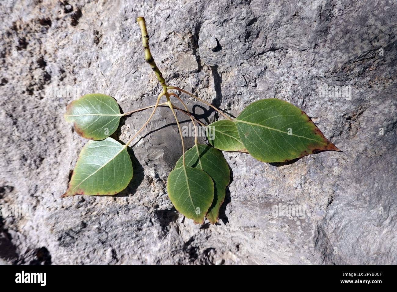 PappelblÃ¤ttriger Brachychiton oder Kurrajong-Flaschenbaum - Brachychiton populneus, Blattunterseite Stock Photo