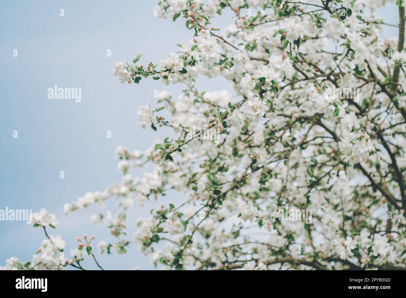 Blurred creative background of branches of apple tree in bloom, against blue sky. White flowers of fruit tree in spring Stock Photo