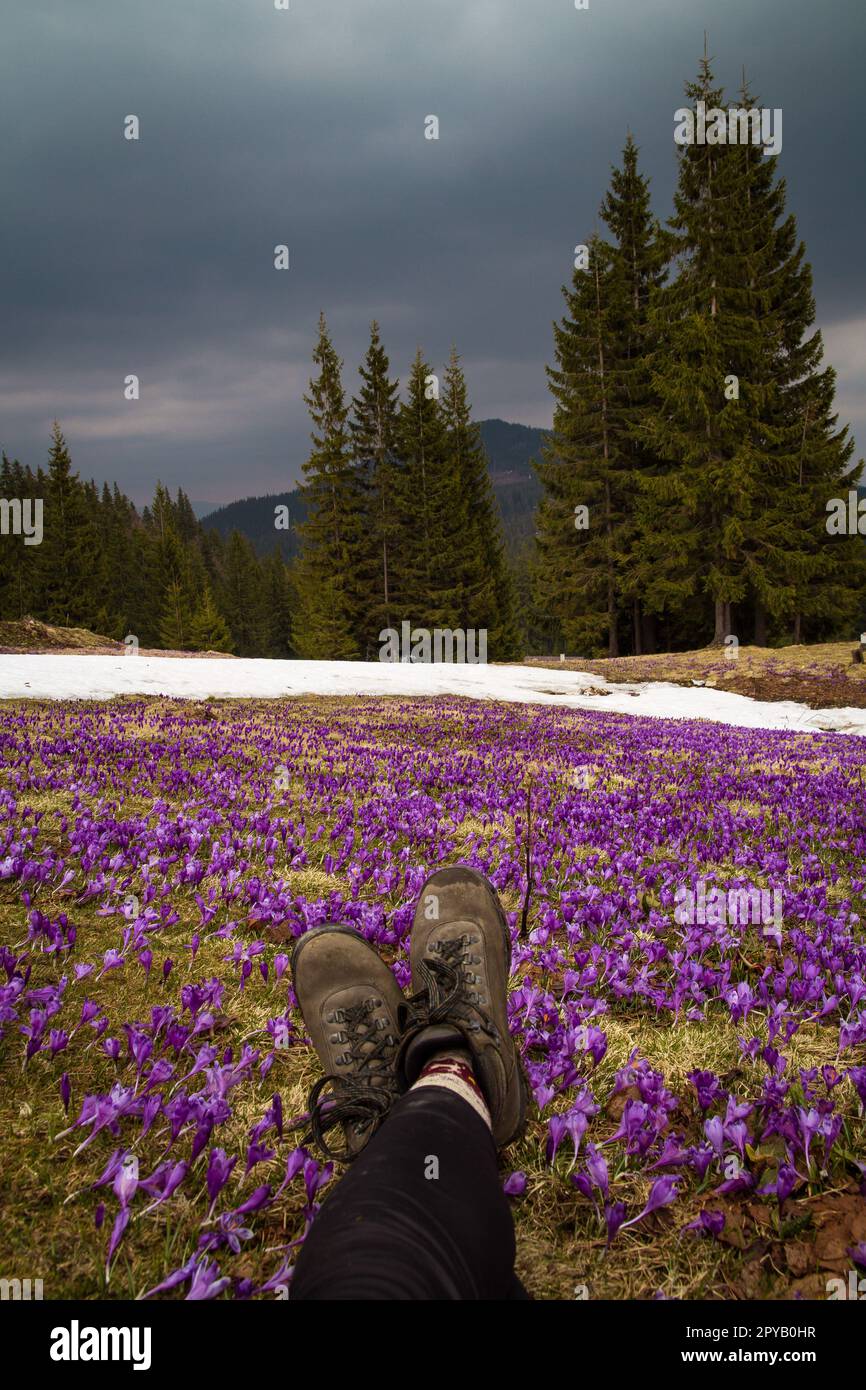 Close up legs in footwear lying on crocus meadow concept photo Stock Photo