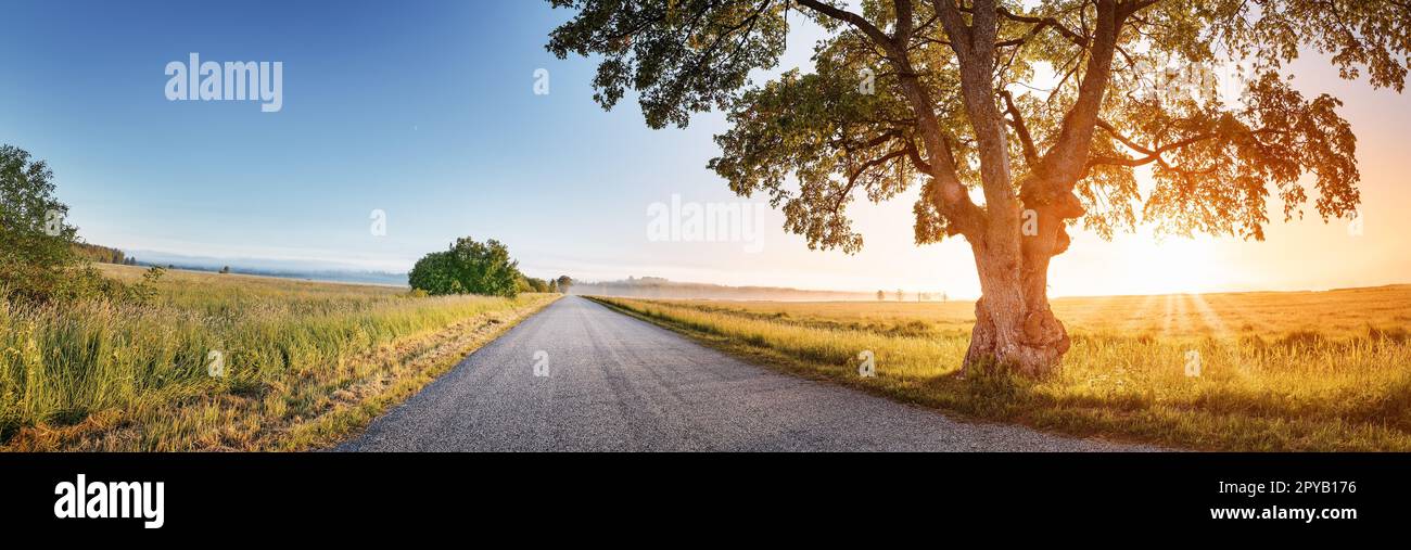 Alone old tree on the countryside near rural road Stock Photo