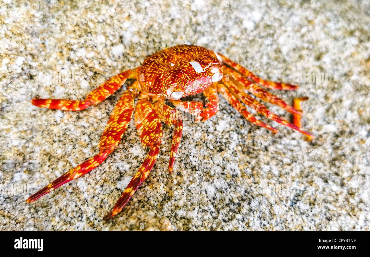 Dead red crab crabs on cliffs rocks Puerto Escondido Mexico. Stock Photo