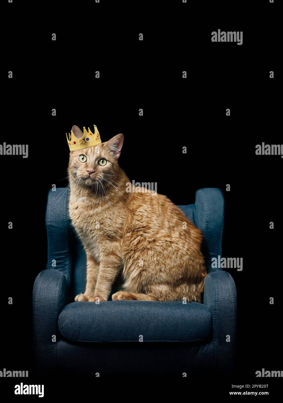 Cute ginger cat sitting on armchair and wearing a golden crown, isolated on black background with copy space. Stock Photo