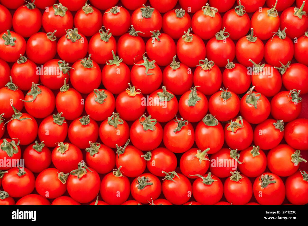 Background image of lying rows of red ripe cherry tomatoes. Top view