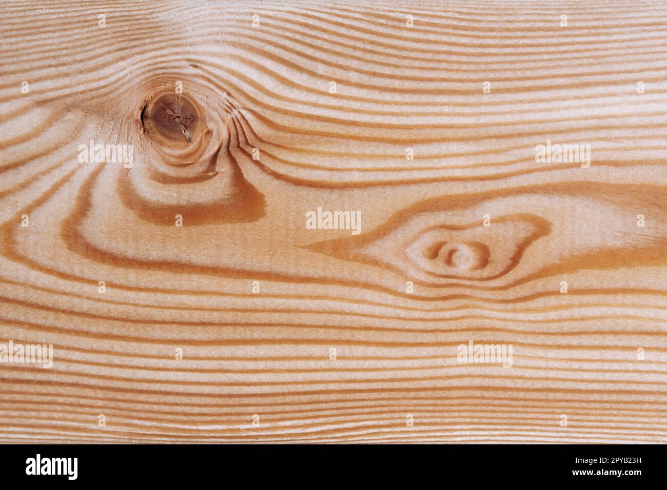 Background texture. Surface of a larch edged board with knot on cut. Wood texture. Top view. Copy space. Stock Photo