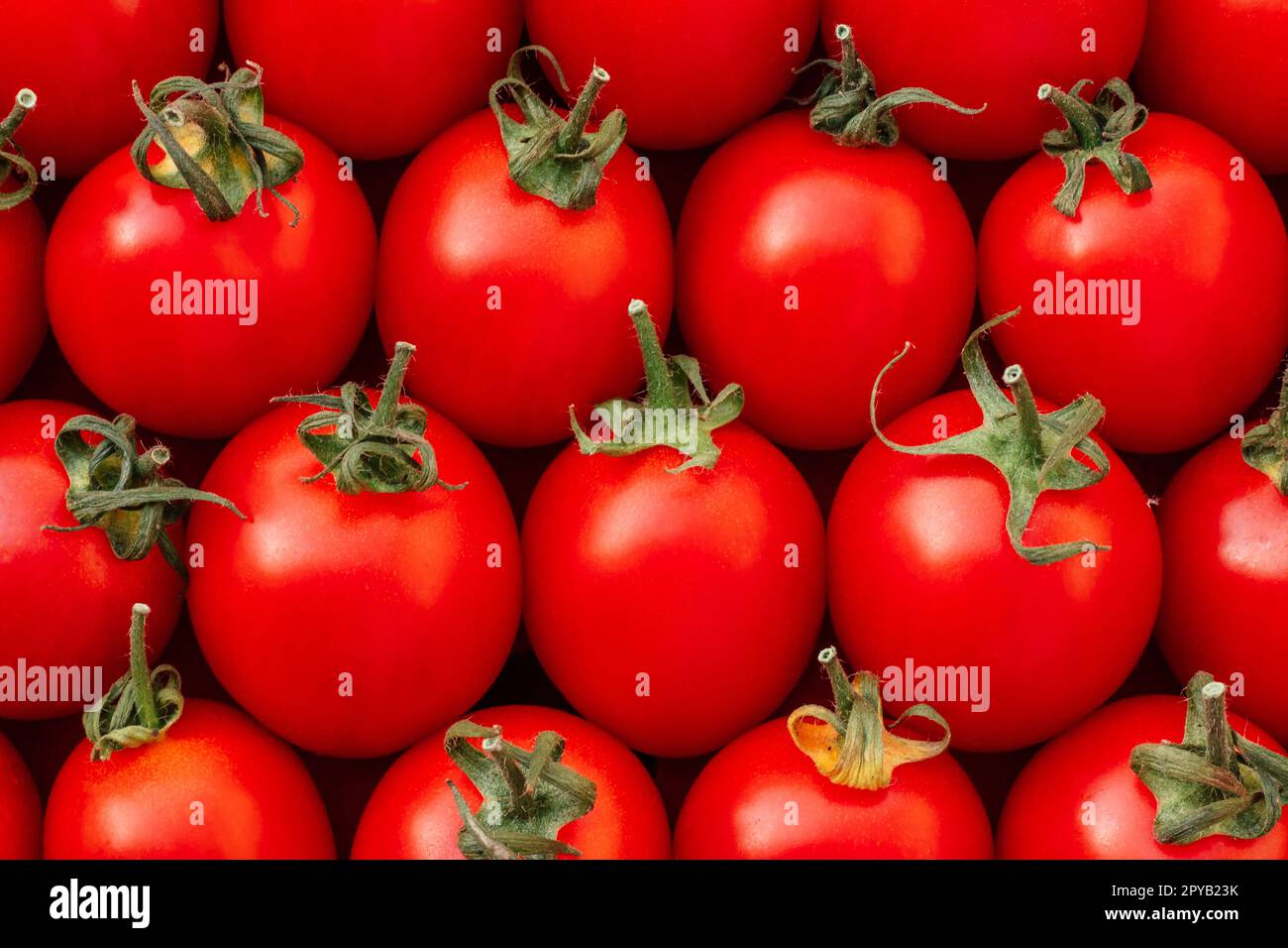 Background image of lying rows of red ripe cherry tomatoes. Top view
