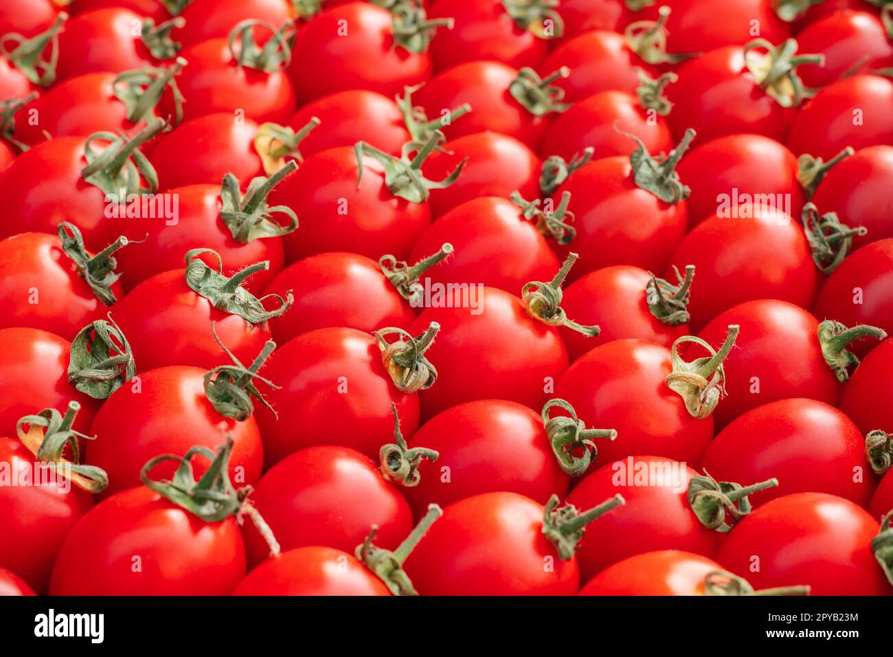 Background image of lying rows of red ripe cherry tomatoes. Top view