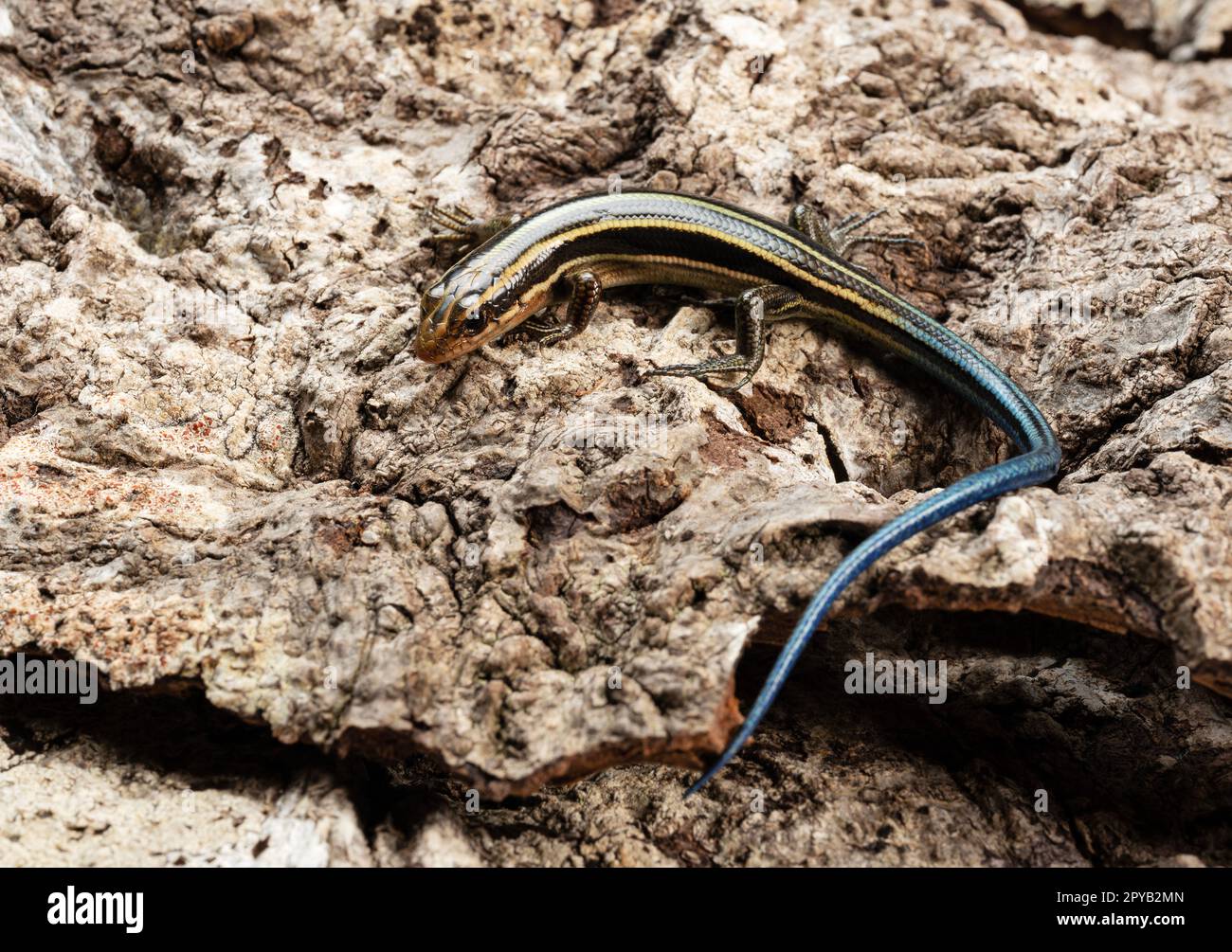 Japanese five-lined skink in the bark of a tree. Stock Photo