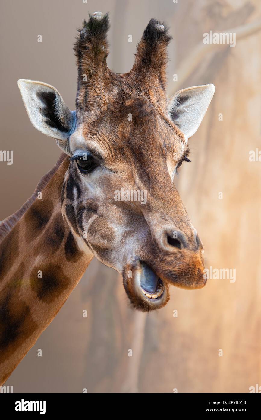 Portrait of Rothschild giraffe, Giraffa camelopardalis rothschildi ...