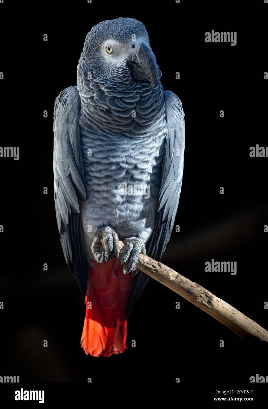 The African Grey Parrot - Psittacus erithacus - is a parrot found in the primary and secondary rainforest of West and Central Africa Stock Photo