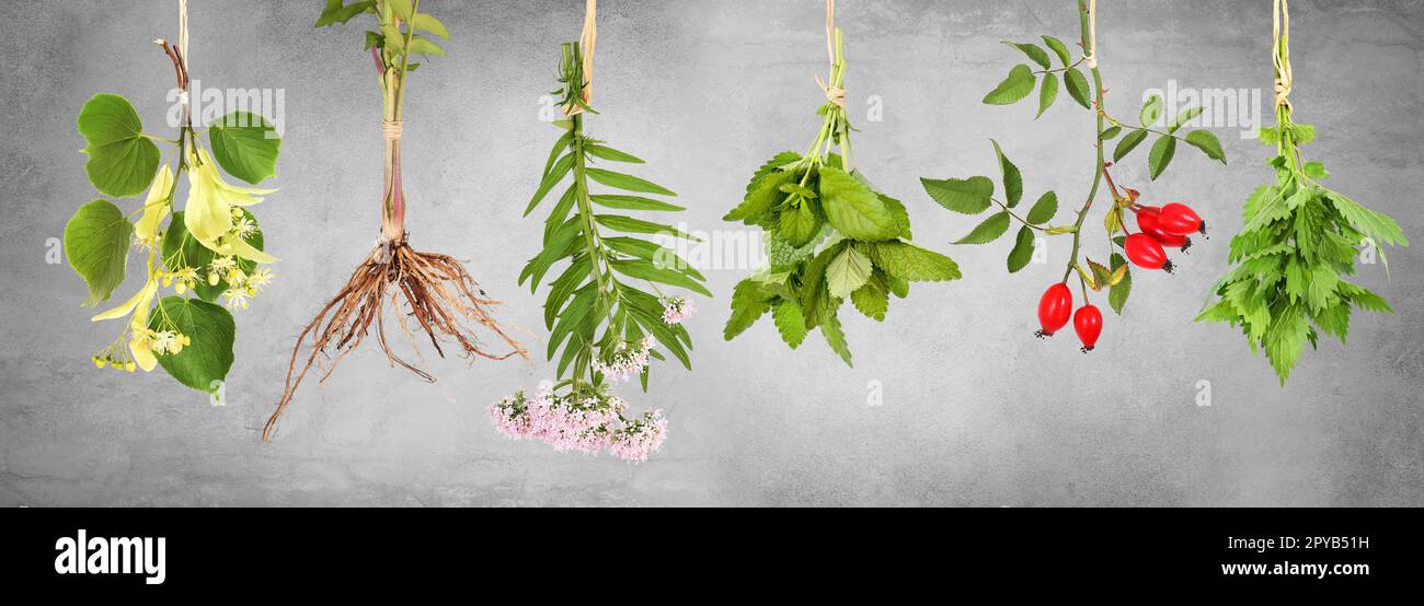 Fresh tea plants hung up to dry with grey background Stock Photo