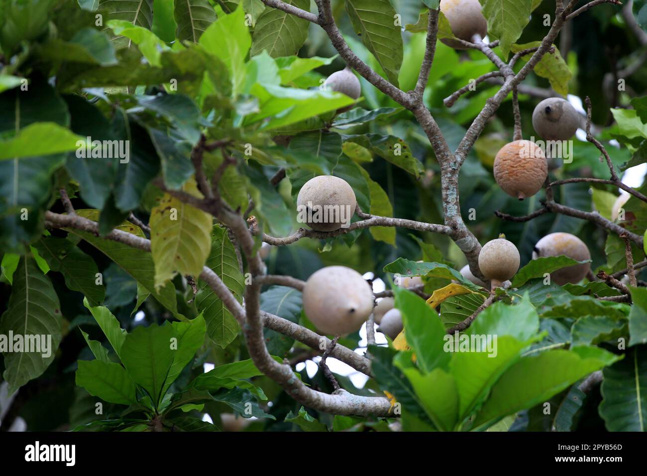 feira de santana, bahia, brazil - april 23, 2023: Genipapo fruit seen in the city of Feira de Santana. Stock Photo