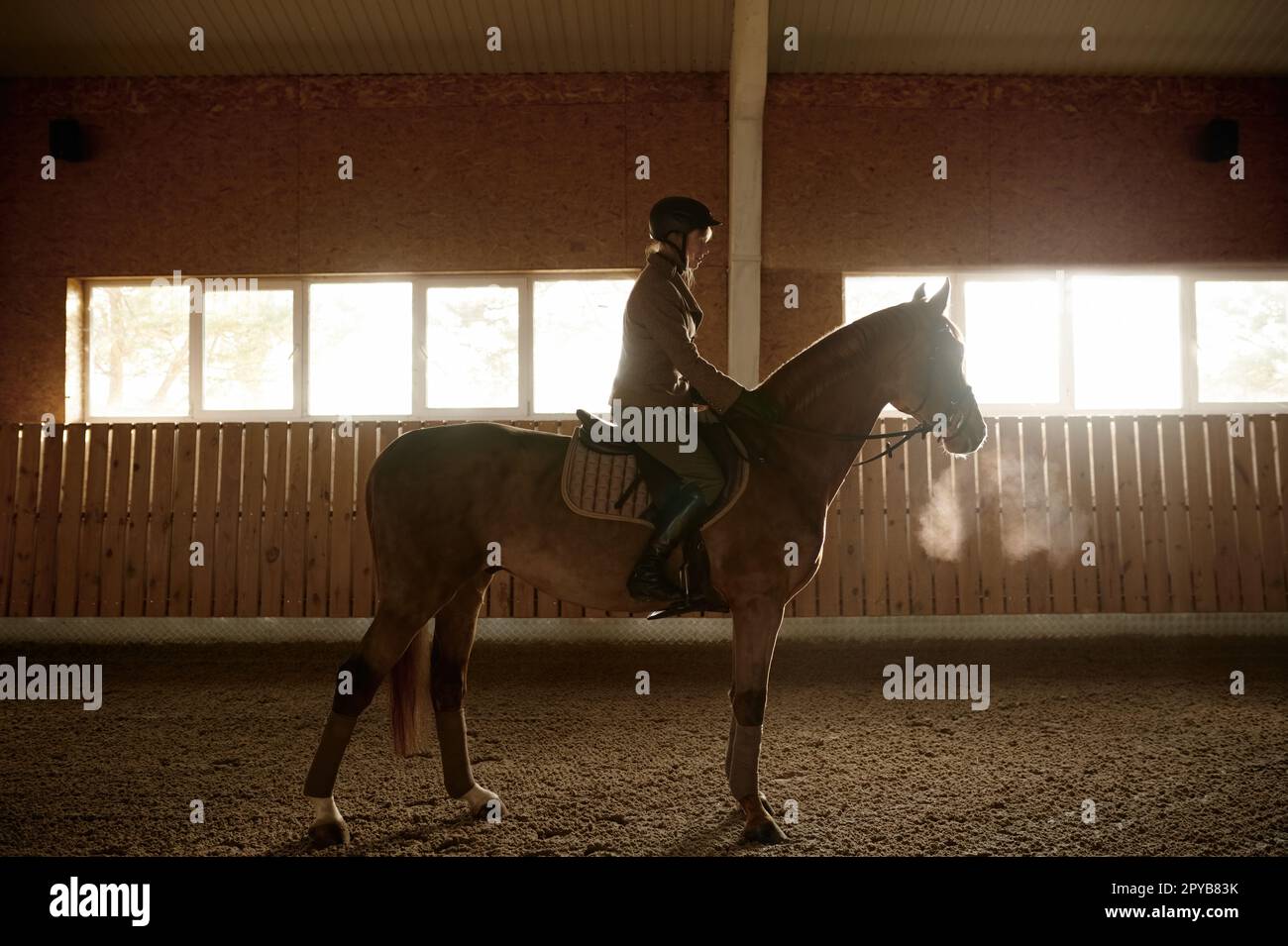 Woman riding horse in stable paddock, stallion training in riding club Stock Photo