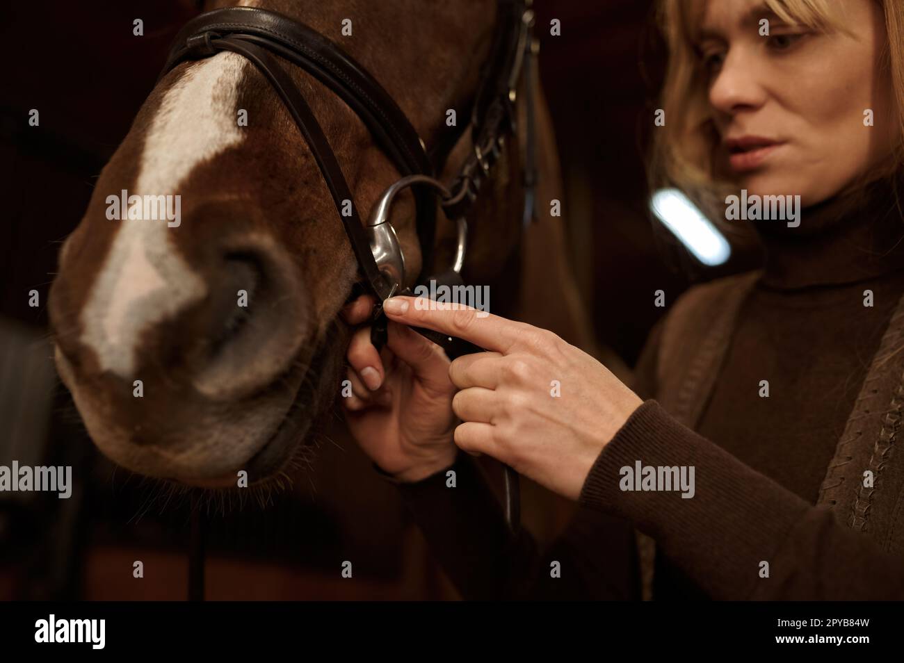 Woman rider putting bridle horsey muzzle while standing in stable Stock Photo