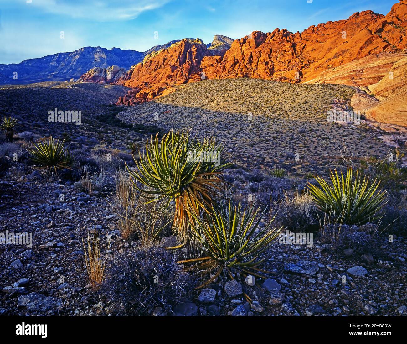Red rock canyon flora hi-res stock photography and images - Alamy
