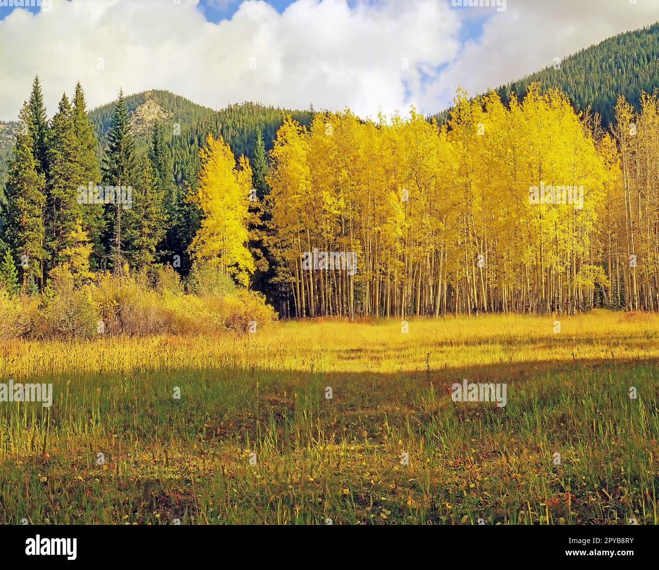 Rocky mountains autumn forest hi-res stock photography and images - Alamy
