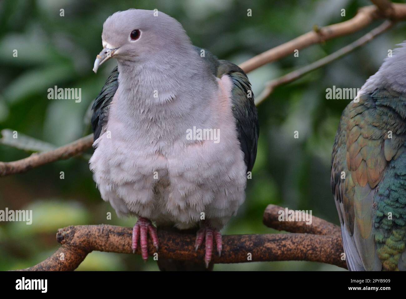 Close-up of a green imperial pigeon, Hong Kong Park Stock Photo