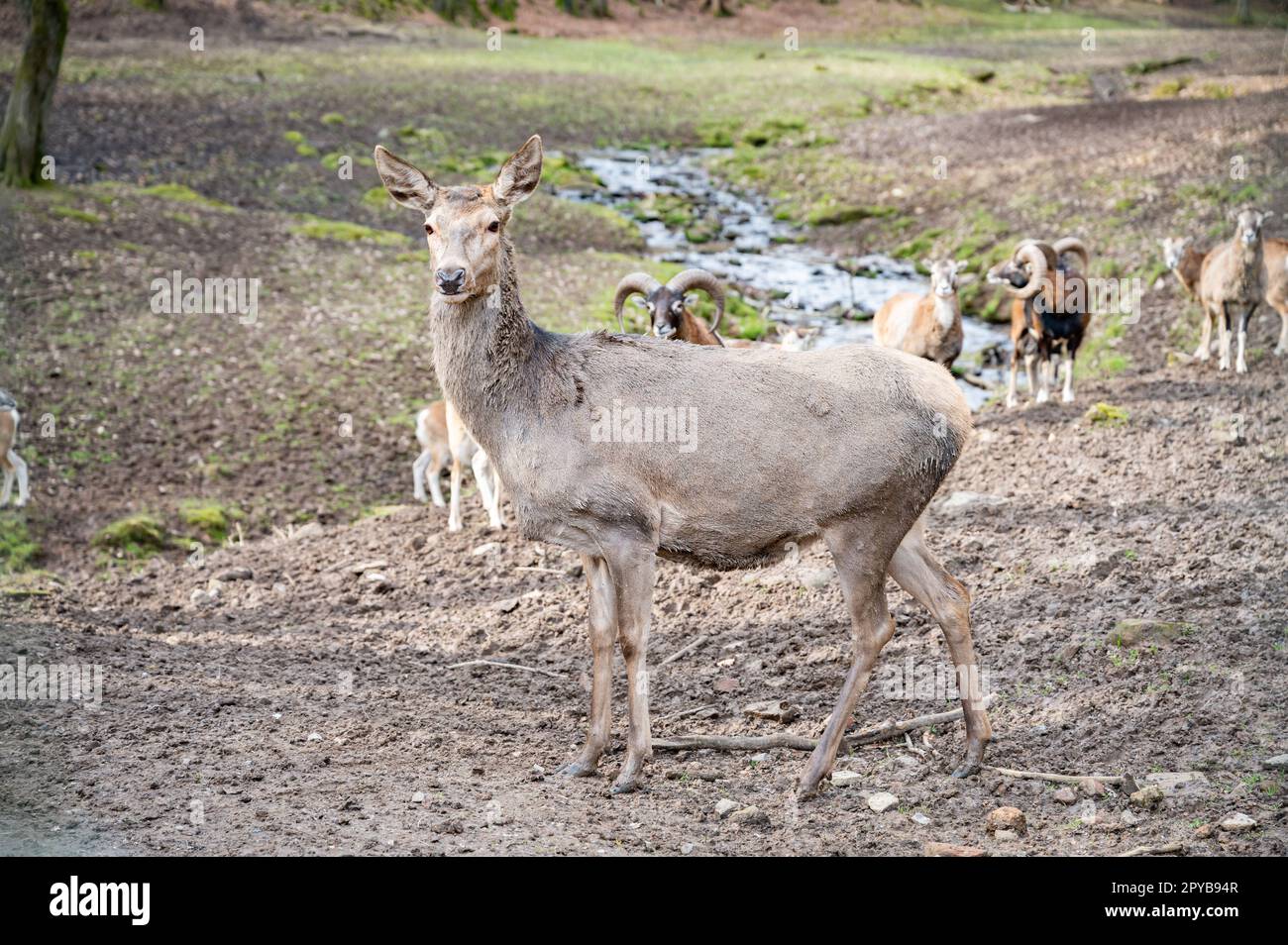 Doe, Female Deer Cow standing in front of a group of goats and billy goats, looking at camera, river in the background, Wildlife Park Brudergrund, Erbach, Germany Stock Photo