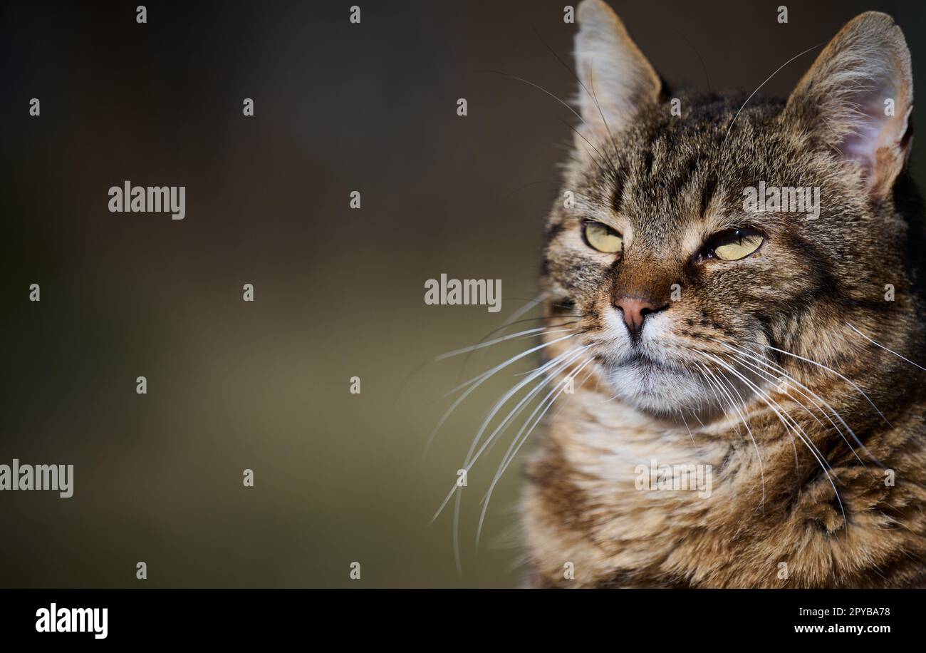 Adult cat on nature hi-res stock photography and images - Alamy
