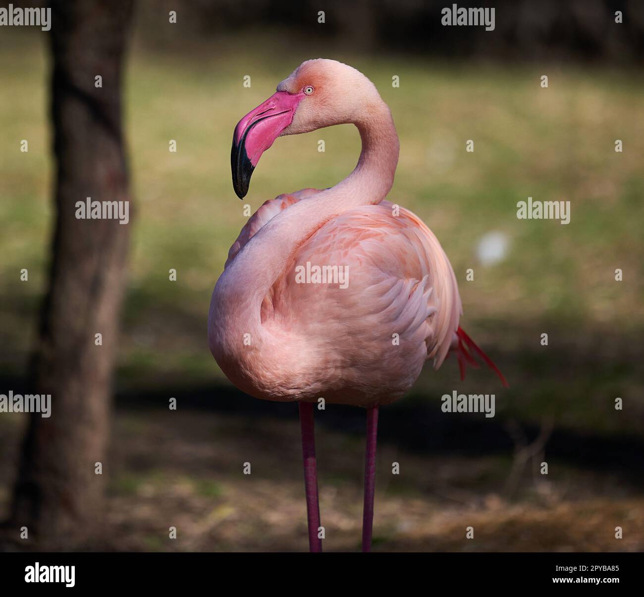Pink flamingo stands in nature, wild bird Stock Photo