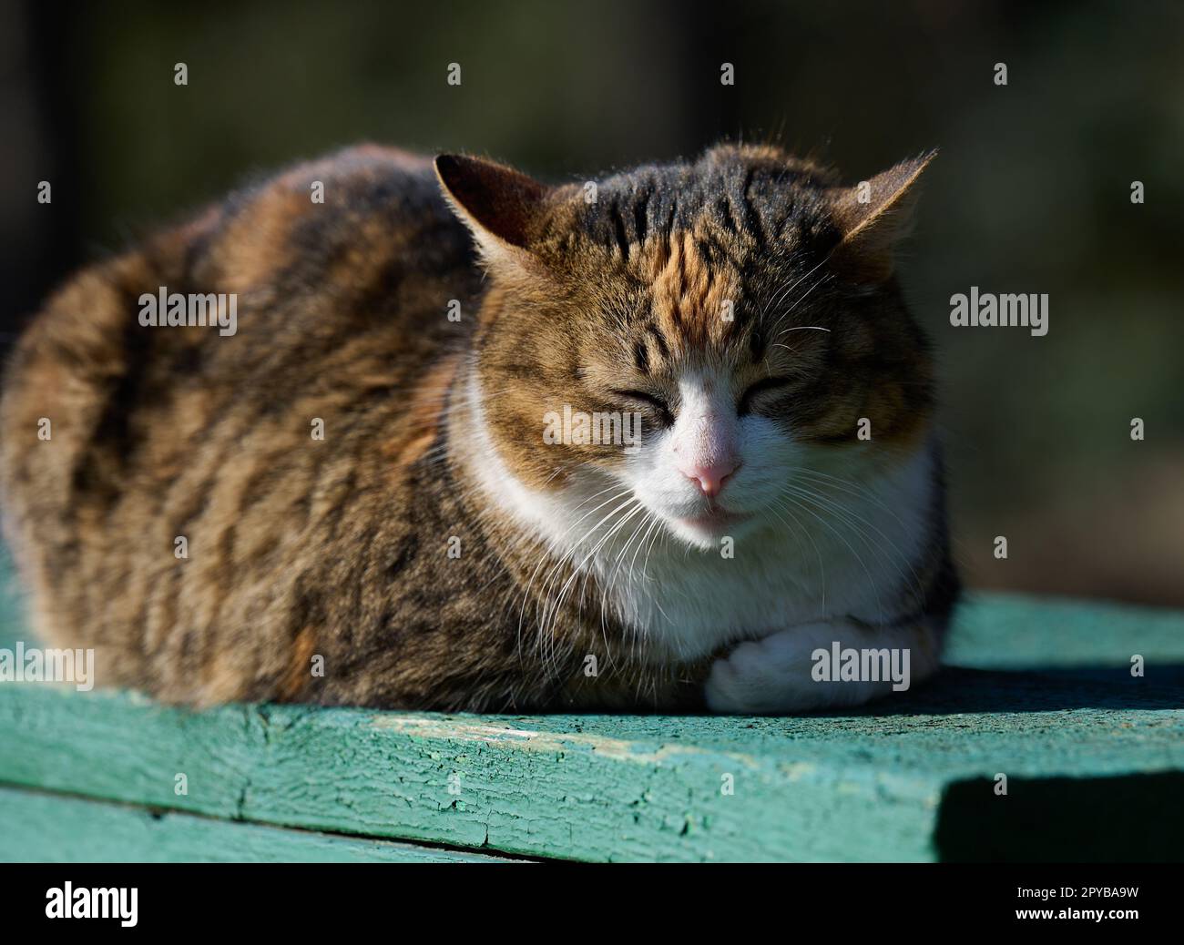 Adult cat on nature hi-res stock photography and images - Alamy
