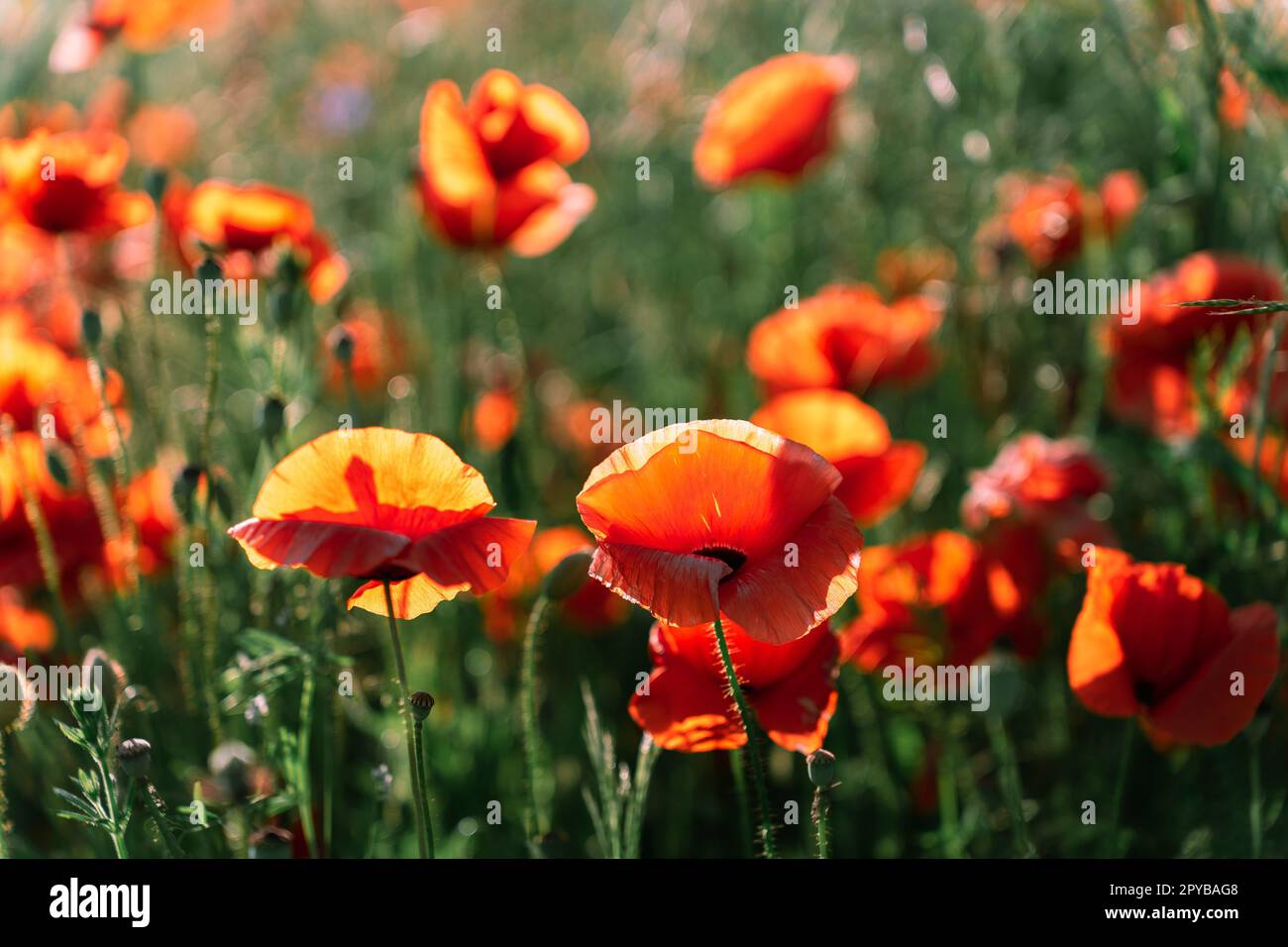 Meadow pf Papaver rhoeas, with other names common poppy,corn poppy, corn rose, field poppy, and red poppy Stock Photo
