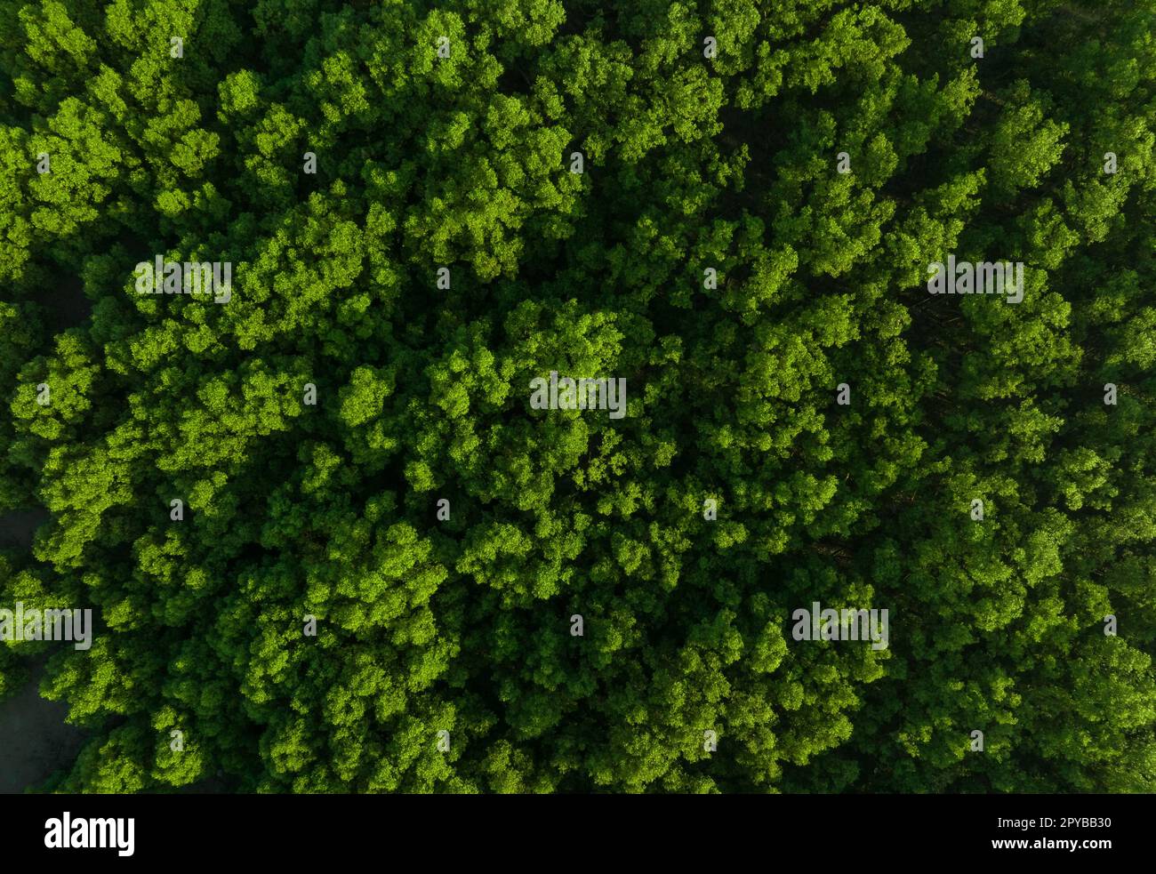 Aerial top view of mangrove forest. Drone view of dense green mangrove trees captures CO2. Green trees background for carbon neutrality and net zero emissions concept. Sustainable green environment. Stock Photo