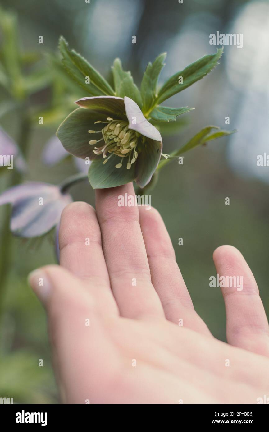 Close up fingers softly touching green hellebore concept photo Stock Photo