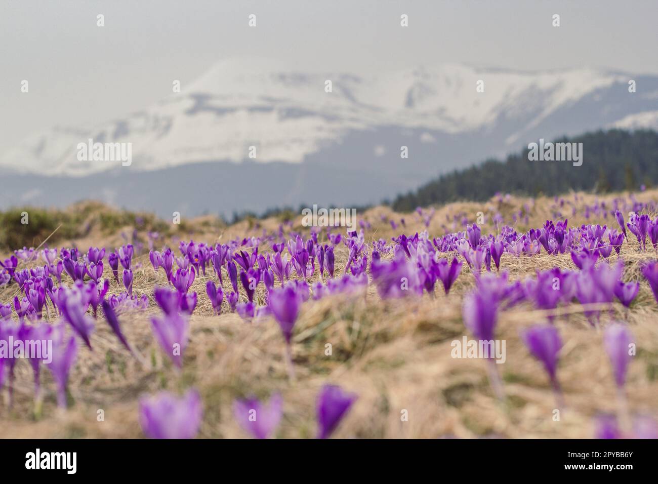 Purple wild flowers meadow landscape photo Stock Photo - Alamy