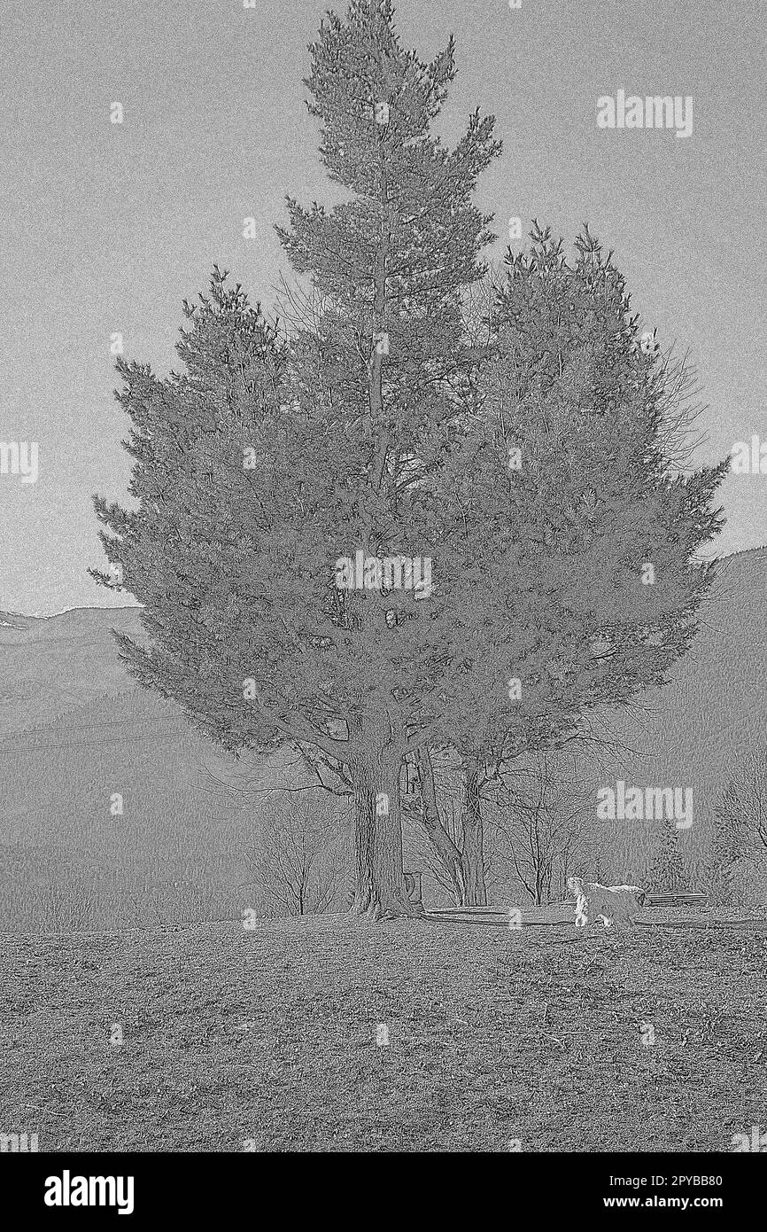 Black And White Evergreen Tree Sketch