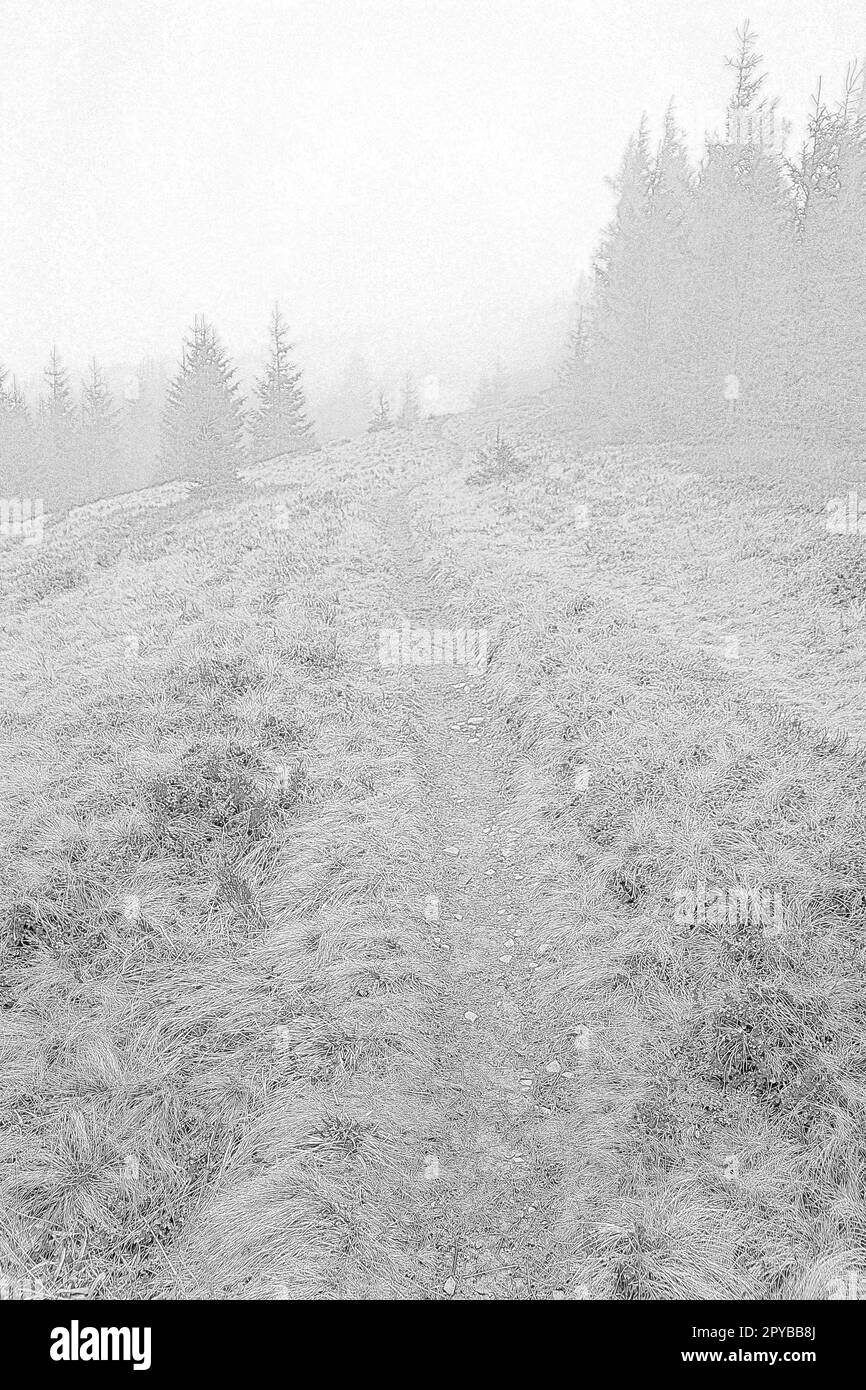 Forest trail across Dragobrat mountain engraving hand drawn sketch