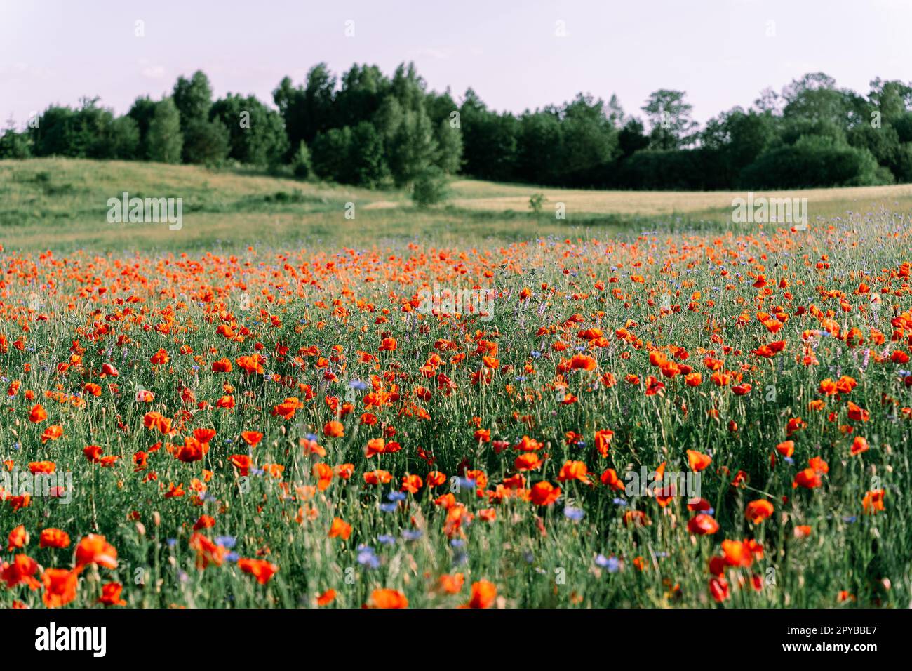 Rural nature in late spring or early summer. Flowering poppy field, small hill cover, meadow and forest Stock Photo
