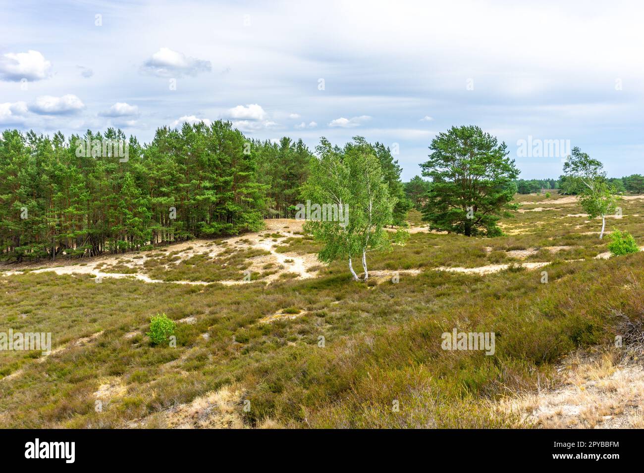 National protected area Nemitzer Heide in Germany with open landscape and erica flowers Stock Photo