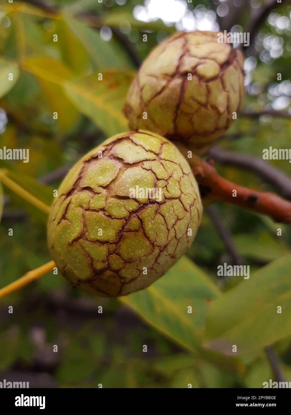 Walnut in green shell close up Stock Photo
