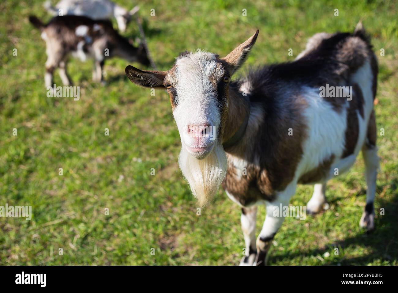 Funny goats standing among the green field, animal grazing. Rural economy. Mom and child. Looking into the camera. Stock Photo