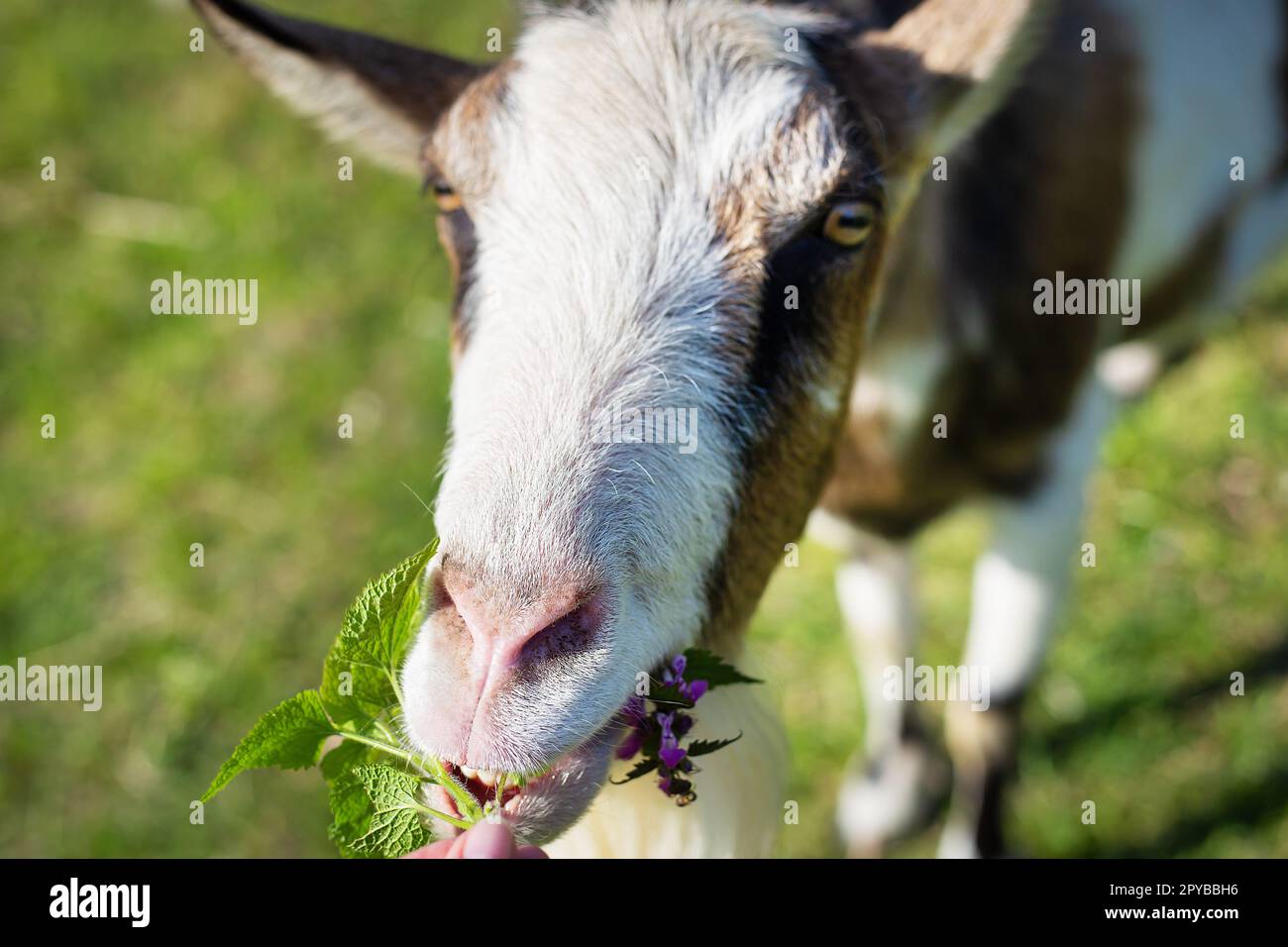 The goat looks into the camera, the goat stands among the green field, grazing the animal. Rural economy. Close-up. Stock Photo