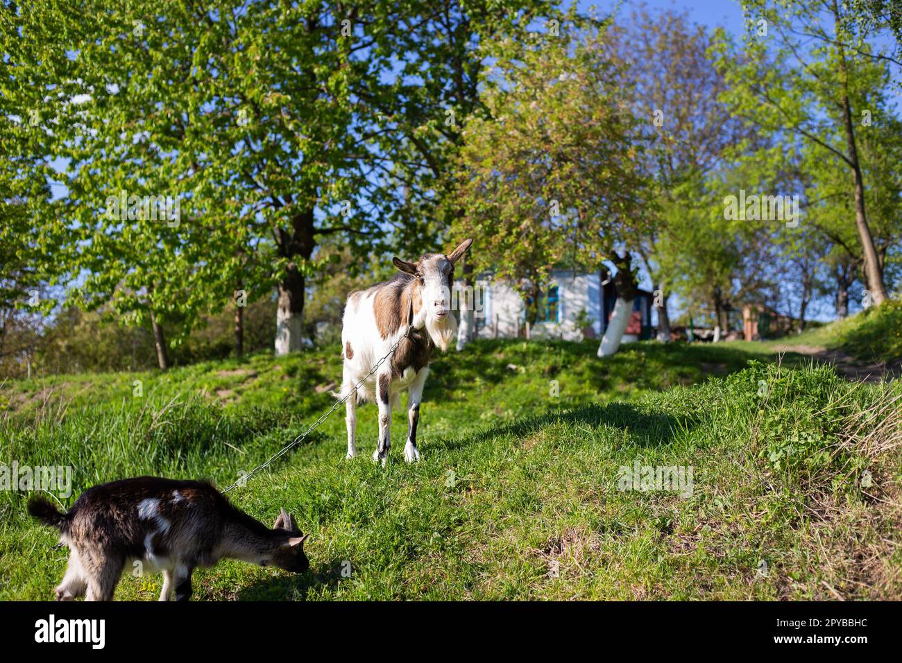 Funny goats standing among the green field, animal grazing. Rural economy. Mom and child. Looking into the camera. Stock Photo