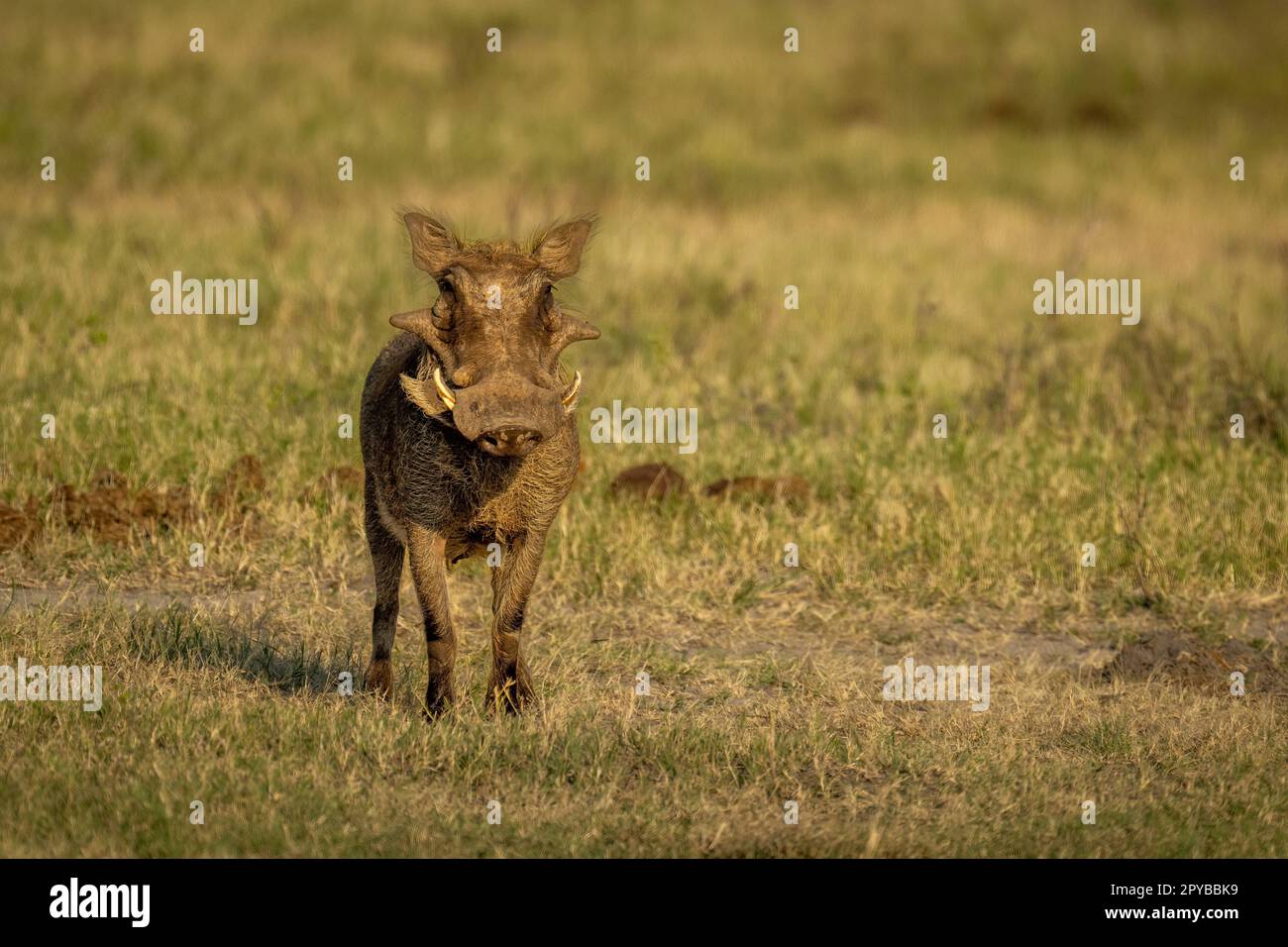 Common warthog stands facing camera casting shadow Stock Photo