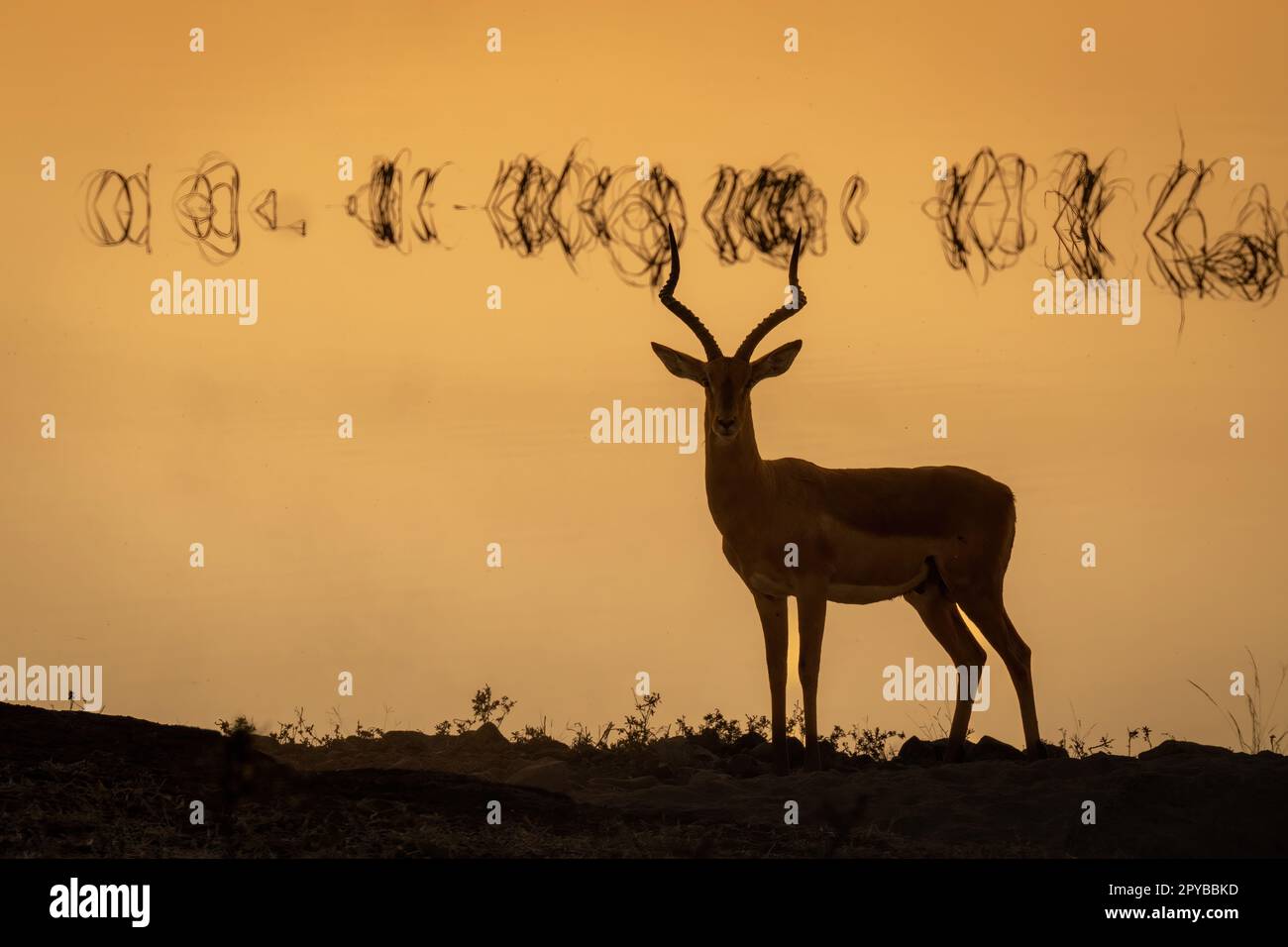 Africa sunset impala hi-res stock photography and images - Alamy