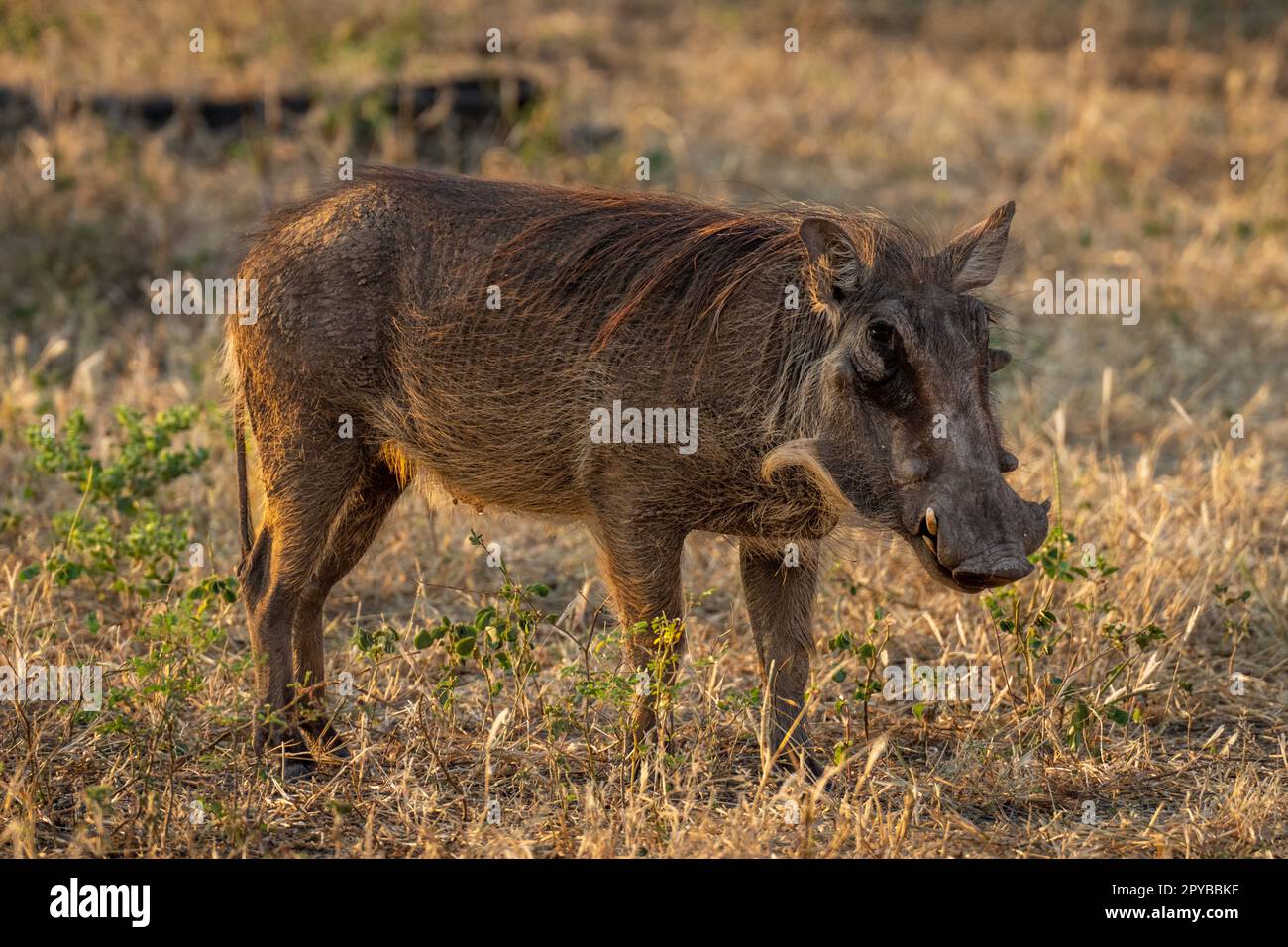 Common warthog stands on grass eyeing camera Stock Photo