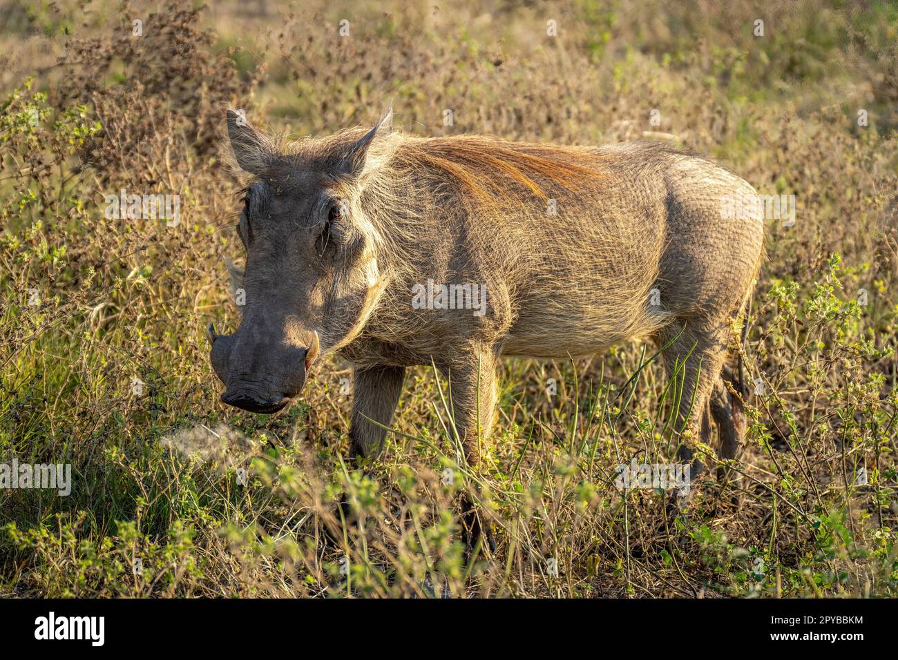 Common warthog stands in grass eyeing lens Stock Photo