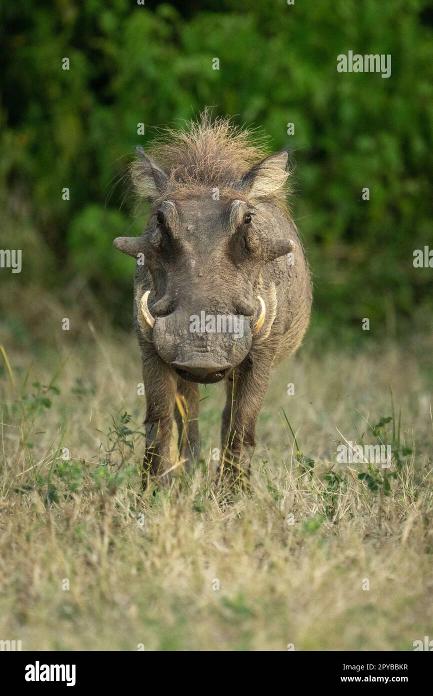 Common warthog stands on grass facing camera Stock Photo