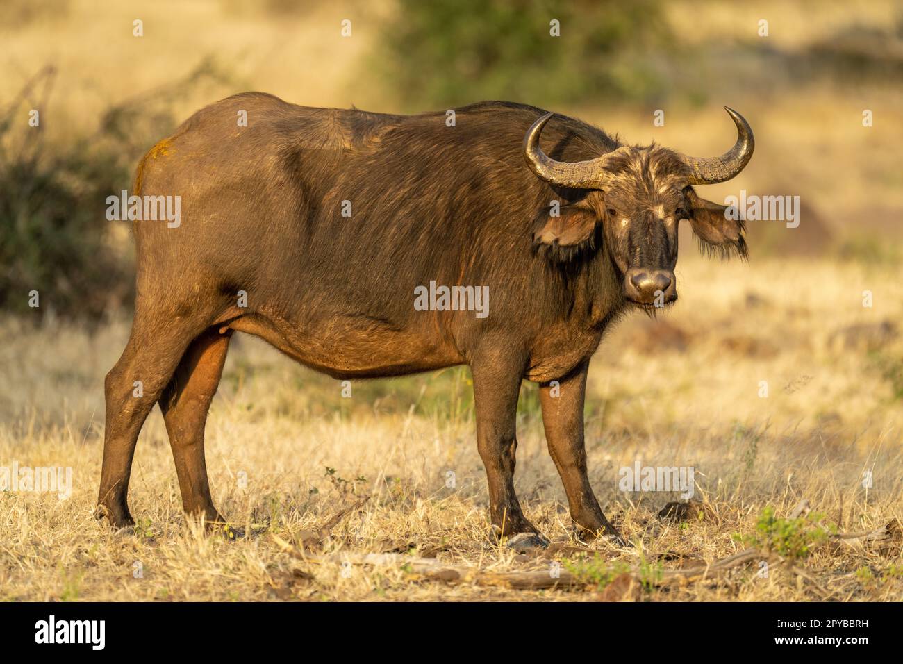 Female Cape buffalo stands staring toward camera Stock Photo
